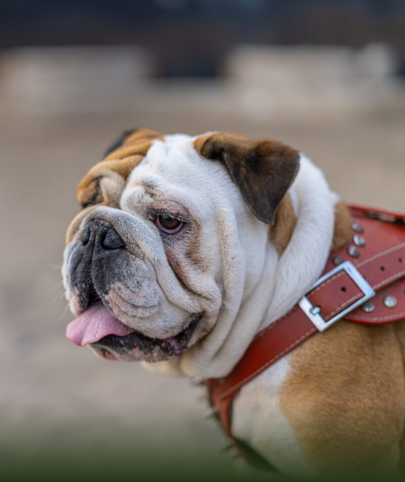 Angol bulldog bÅr hÃ¡mban