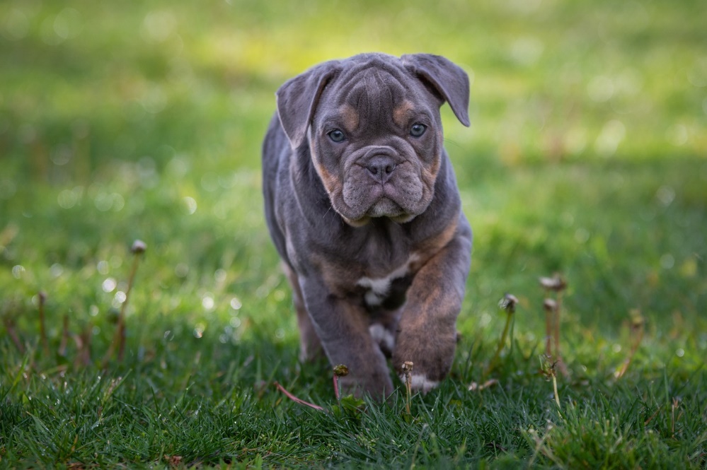 angol bulldog kölyök
