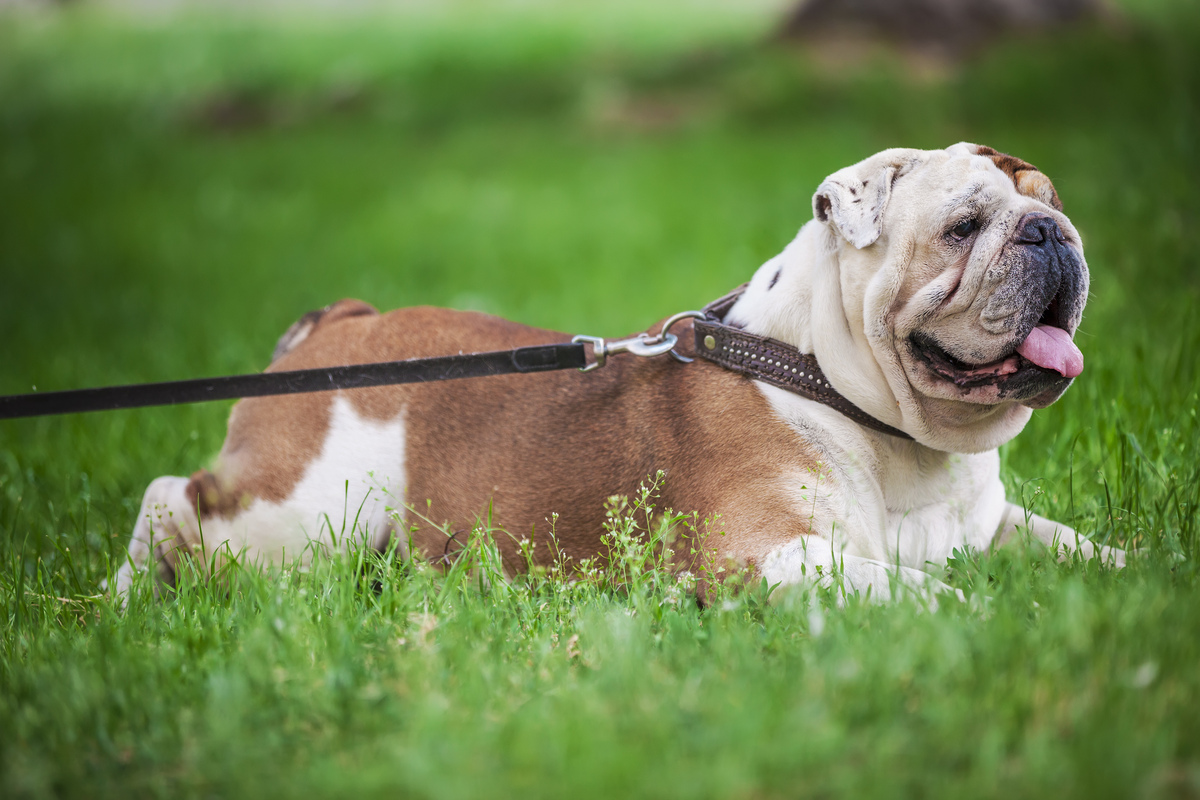 angol bulldog a fűben
