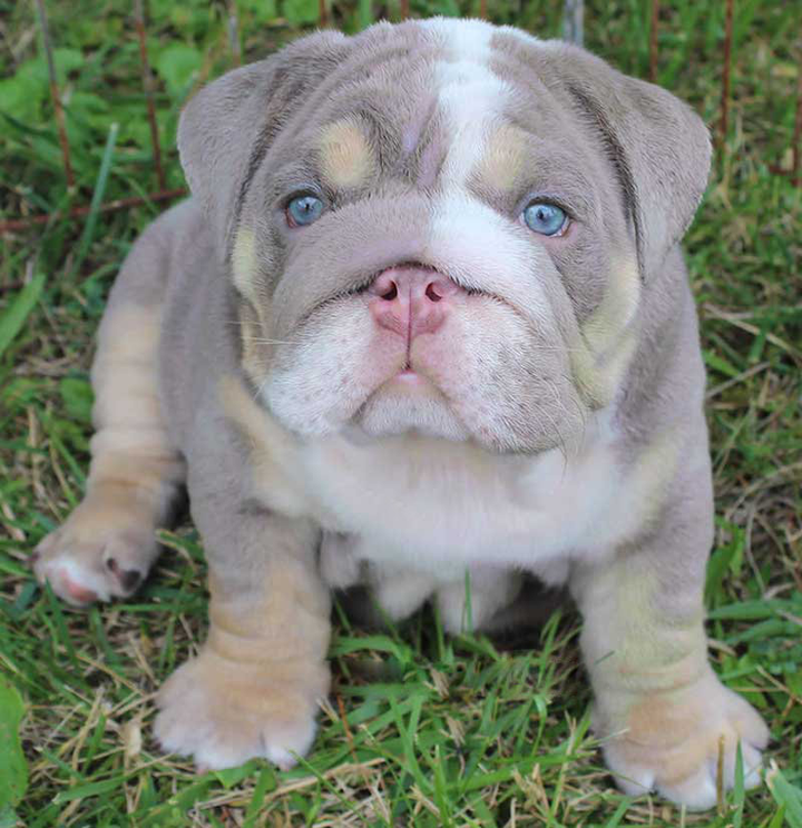 angol bulldog kölyök
