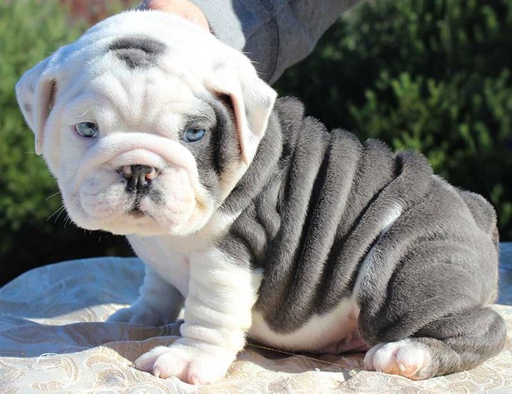 angol bulldog kölyök