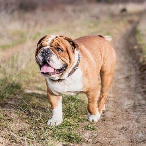 angol bulldog kölyök