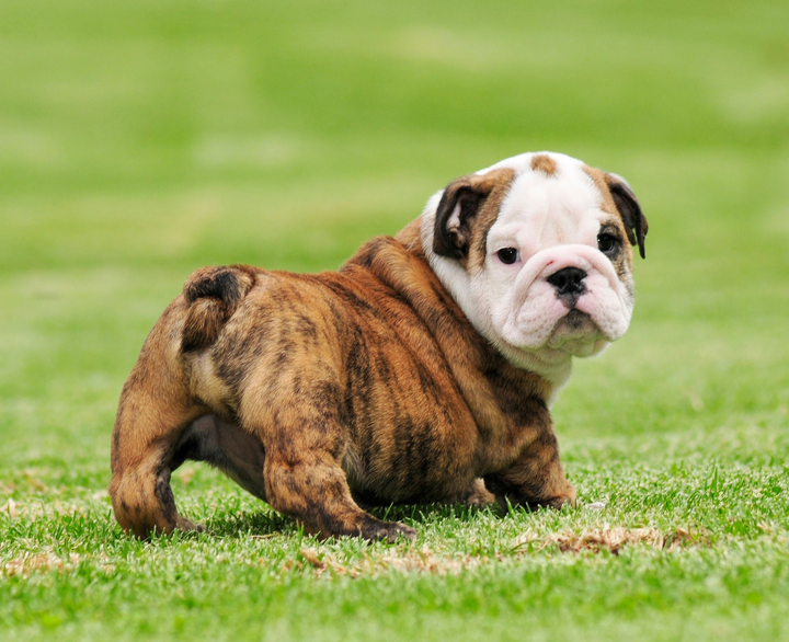 angol bulldog tigriscsikos kölyök