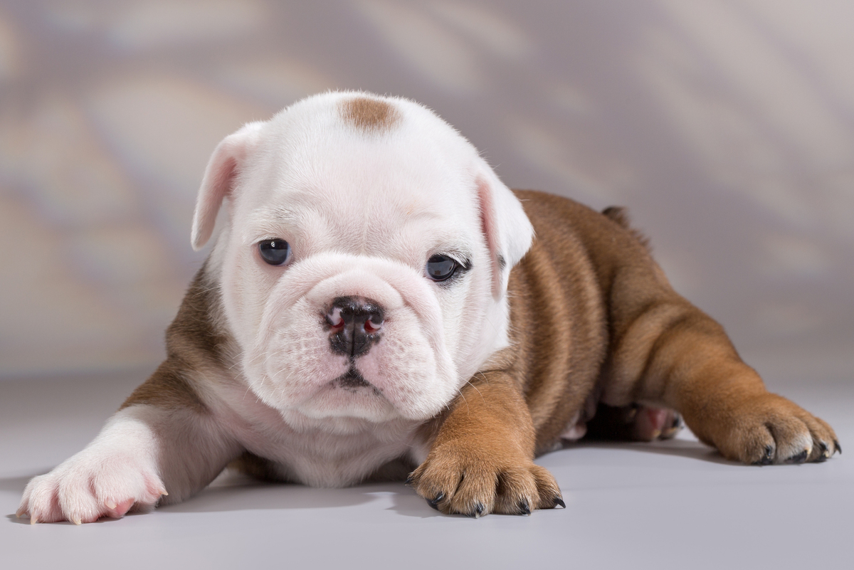 Általános szerződési feltételek