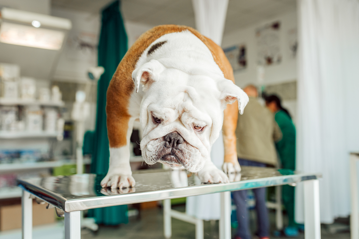 Az angol bulldog altatása