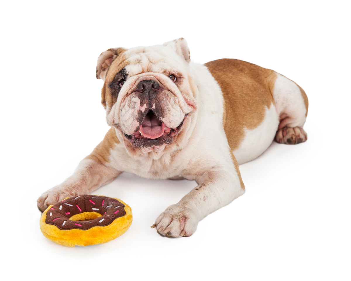 angol bulldog emésztőrendszer betegségei