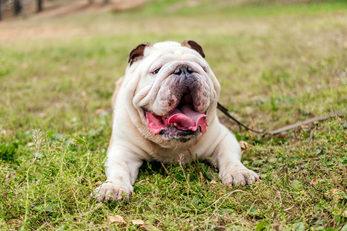 Szezonális alopecia – foltos szőrhullás oka