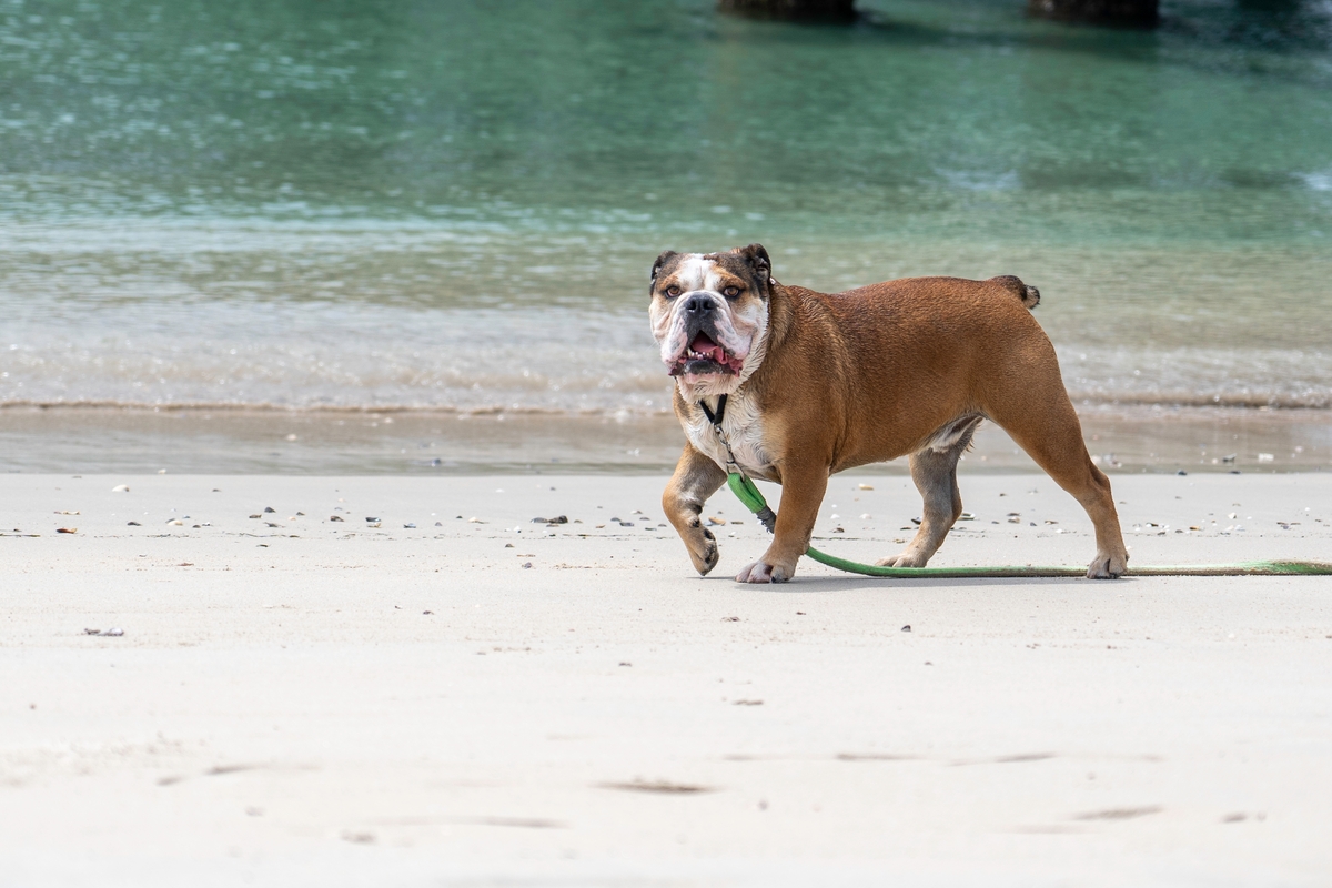 angol bulldog a tengerparton