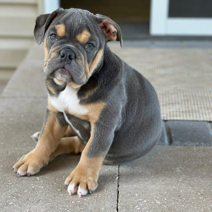 angol bulldog kölyök