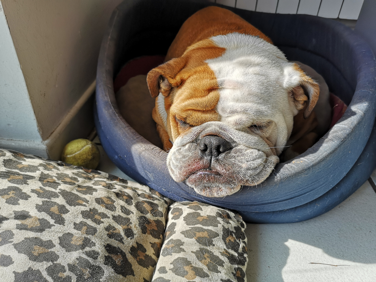 Angol bulldog a popkultúra titkos sztárja