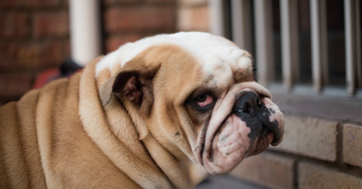 cseresznyeszem betegség angol bulldogoknál