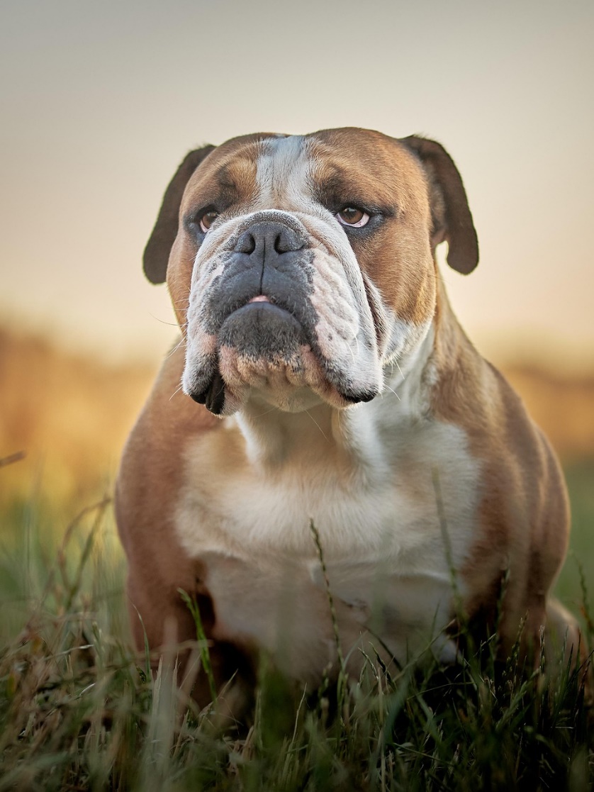 cseresznyeszem betegség