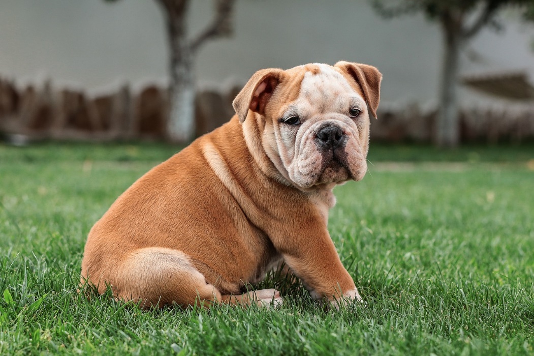 angol bulldog kiskutya