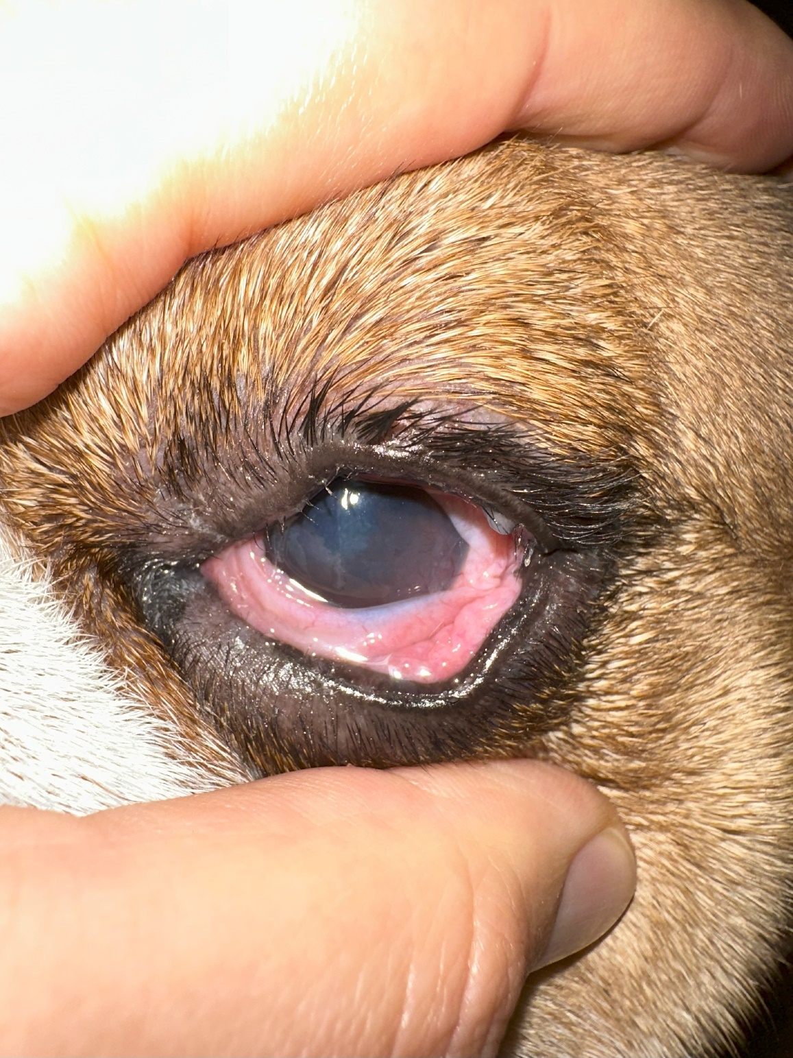 angol bulldog rendellenesen növő szempillája