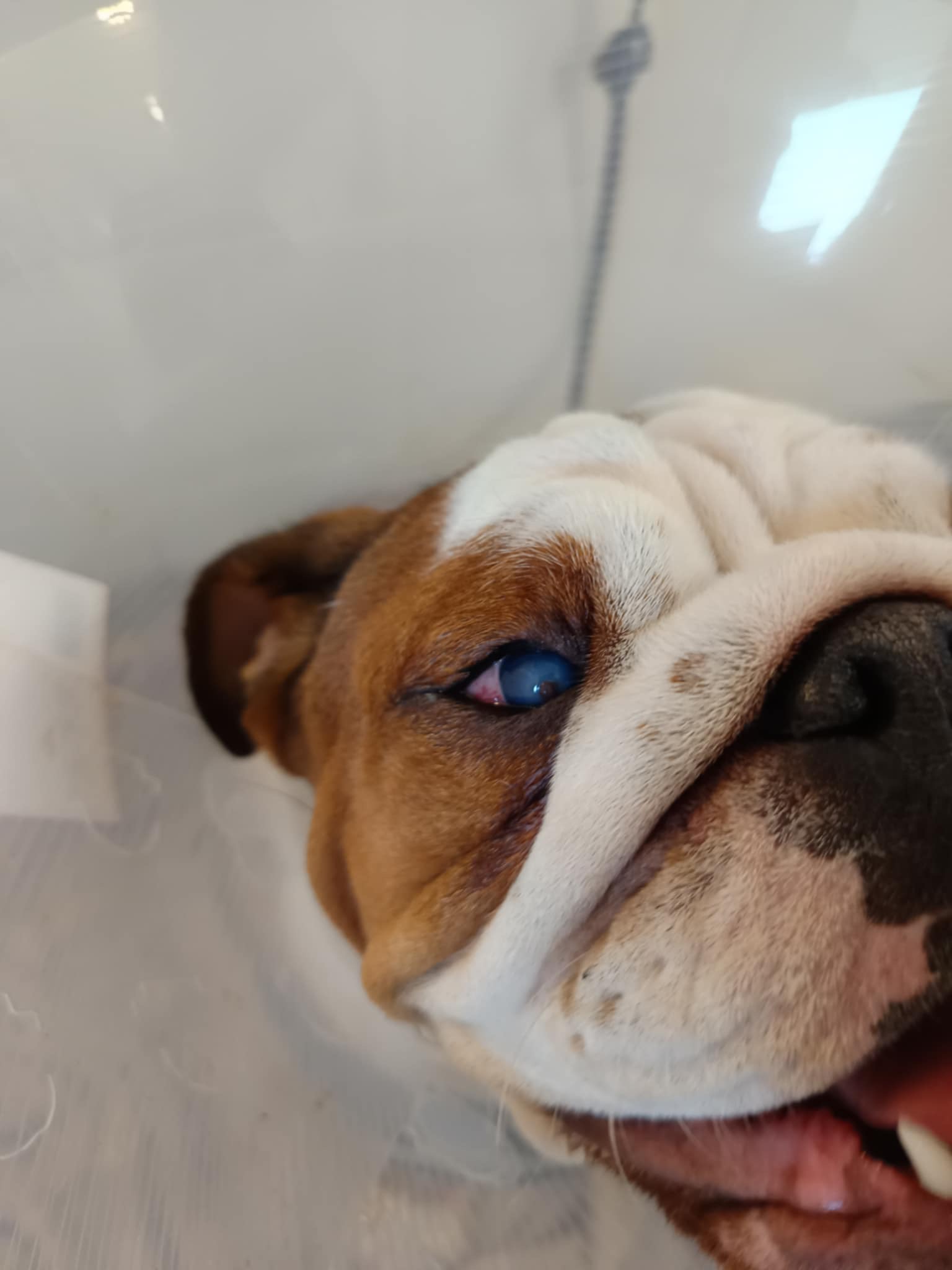 angol bulldog műtét után