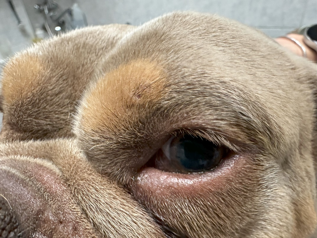 Rendellenes szemhéjállás az angol bulldogoknál