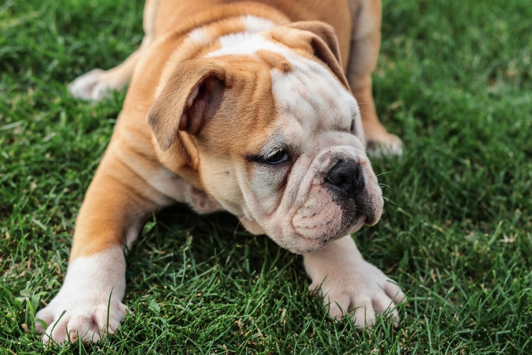 Rendellenes szemhéjállás az angol bulldogoknál