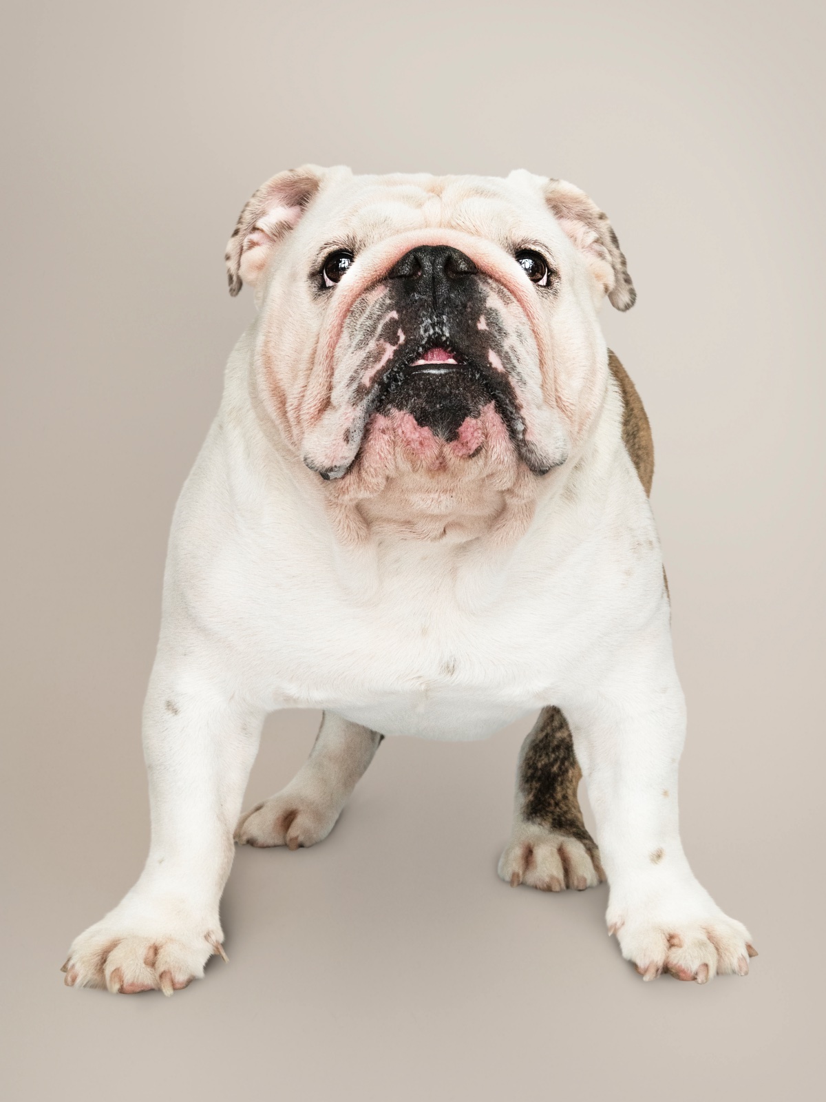 angol bulldog