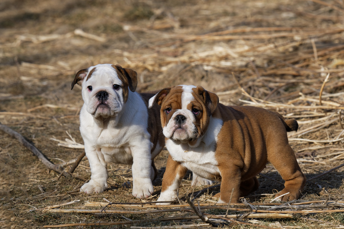2 cuki kis angol bulldog kölyök állnak egymás mellett