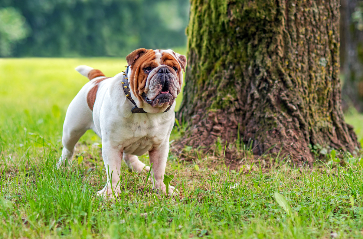 Angol bulldog a parkban egy fa mellett, a fűben