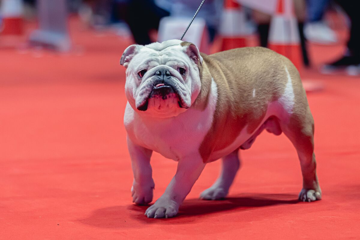 Angol bulldog piros szőnyegen egy kutyakiállításon