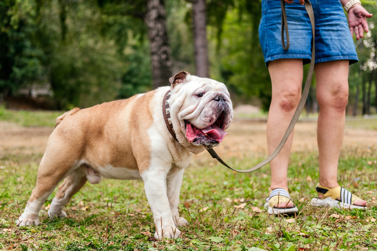 Angol bulldog fekszik a földön